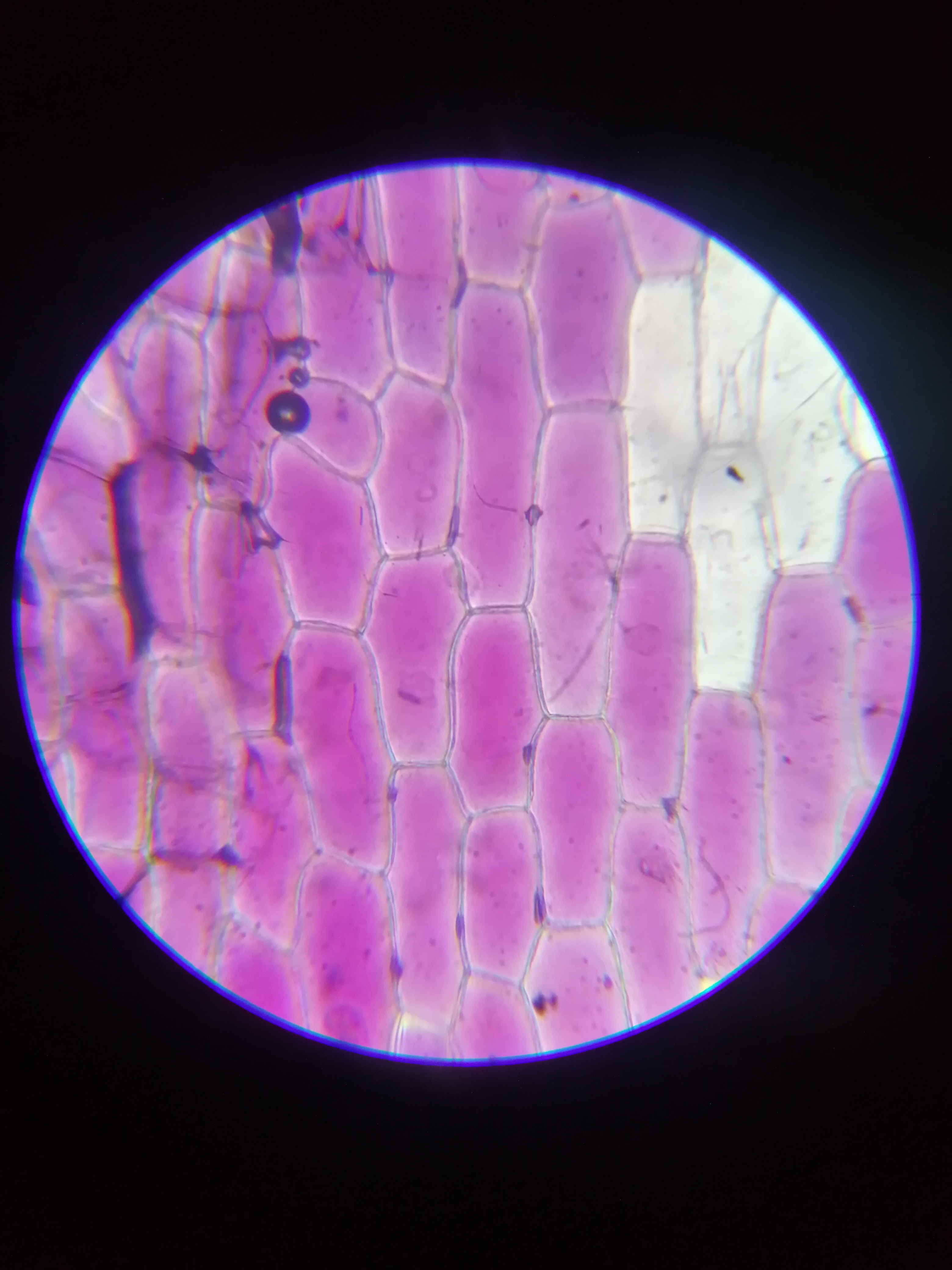 光学显微镜图像-1