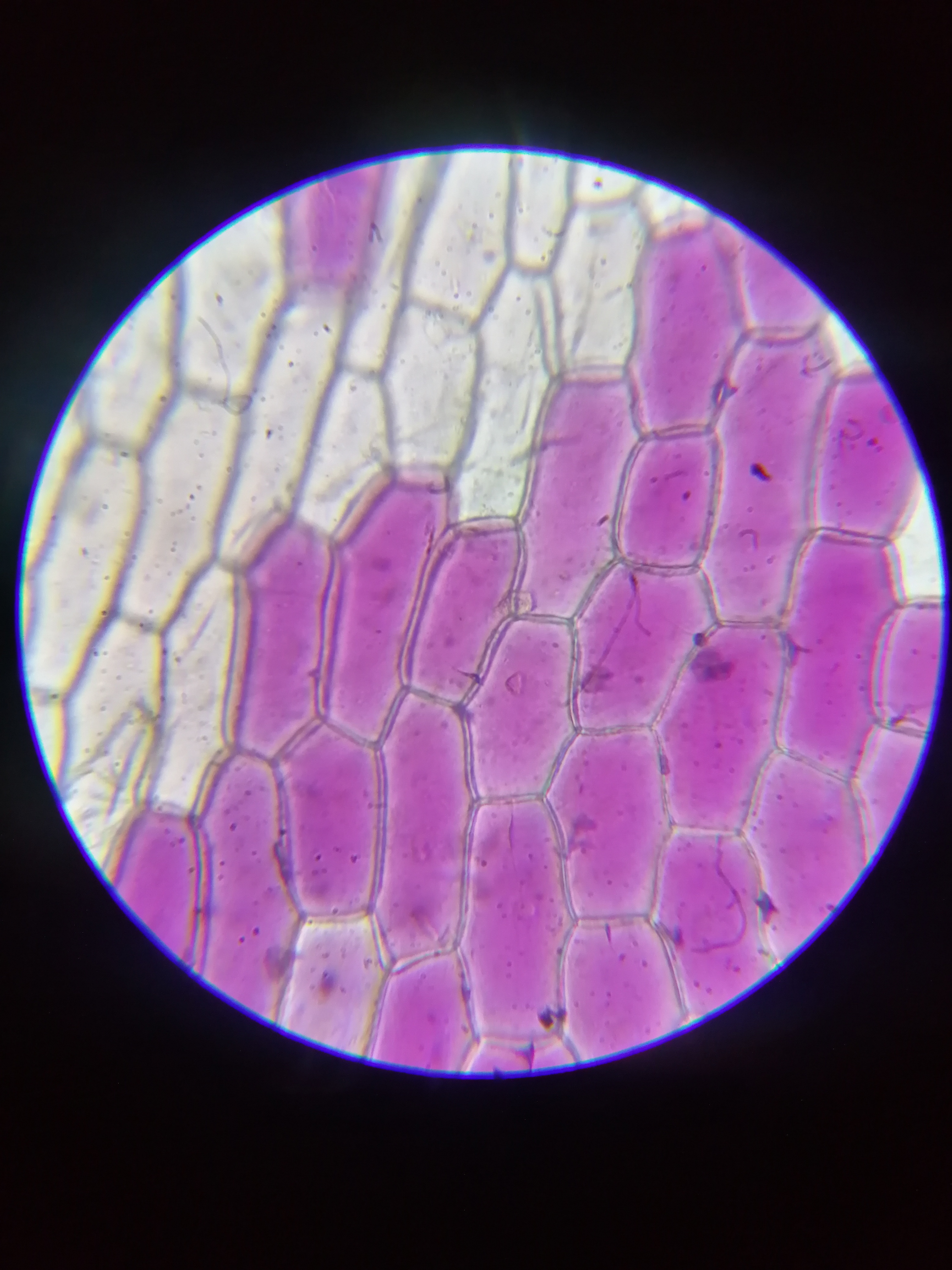 光学显微镜图像-2