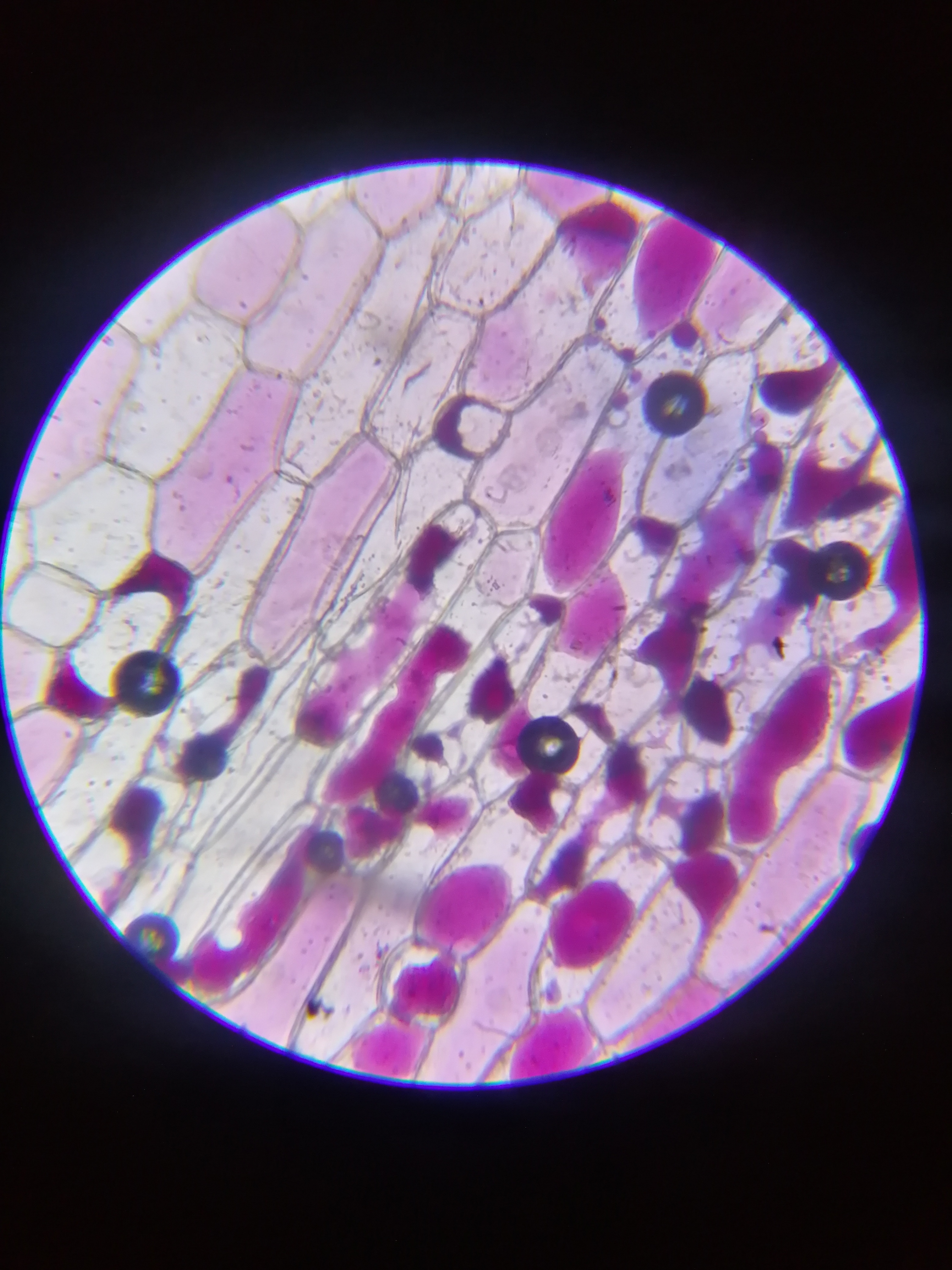 光学显微镜图像-3